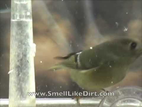 Ruby Crowned Kinglet