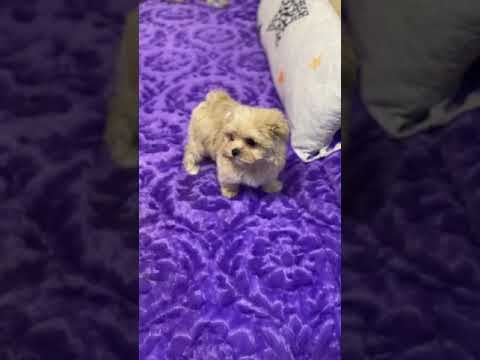 Maltipoo puppy for sale