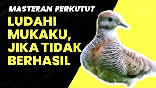 Download lagu MASTERAN SUARA PERKUTUT BANGKOK JUARA DURASI PANJANG mp3