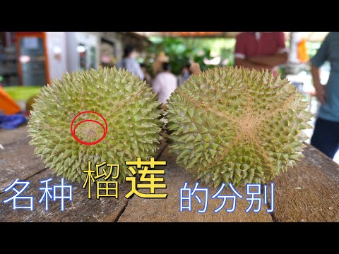 简单几招让你如何分辨和分别名种榴莲 D24 D88 D2 猫山王 D197| Malaysia Durian