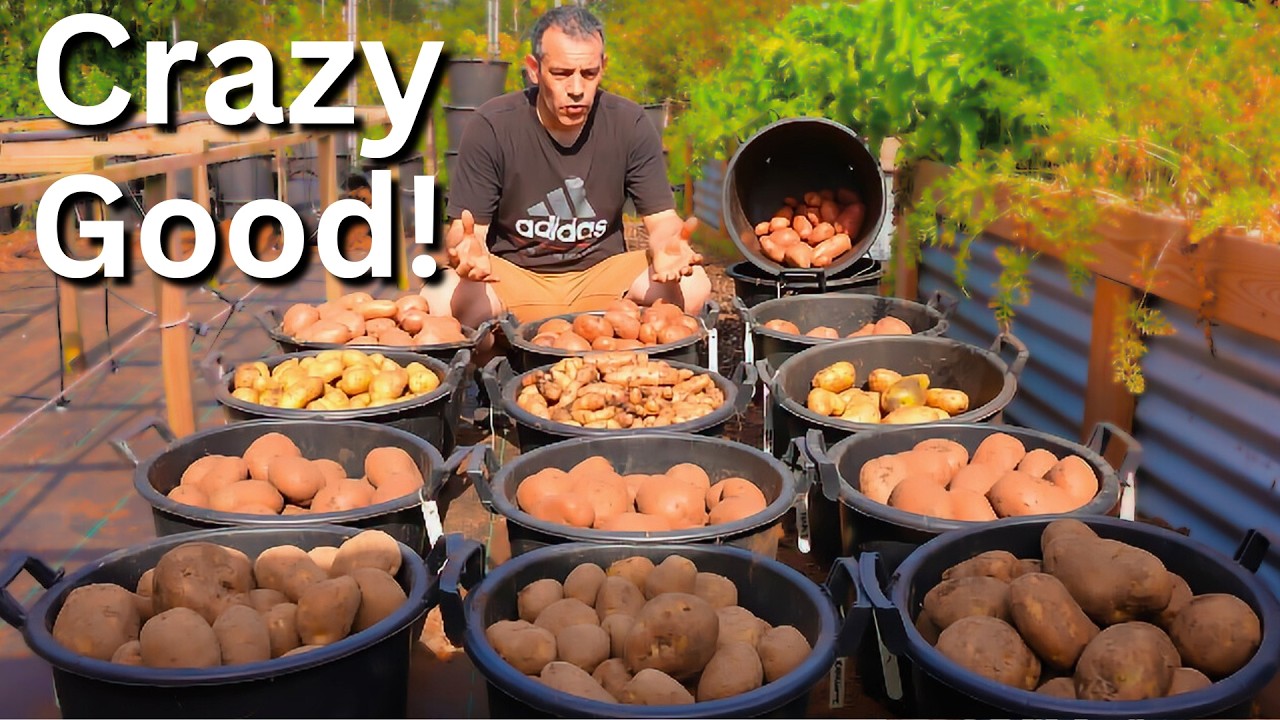 I Grew 450 lbs Of Potatoes, The Lazy Way. Never Dig Again!