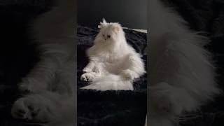 何ですか！その可愛すぎる体勢は！