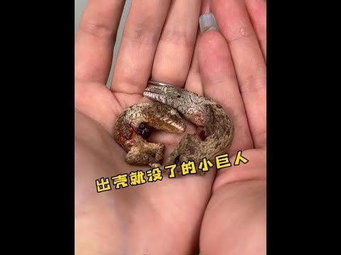 出壳就去了守宫星 #爬宠 #巨人守宫 #养爬姑娘 #巨人守宫繁殖 #神奇动物