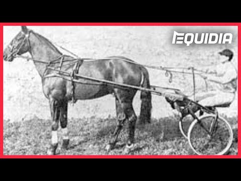 PRIX D'AMÉRIQUE, RETOUR SUR 100 ANS D'HISTOIRE !