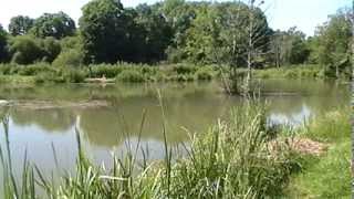 ARFLEET MILL LAKES, CORFE CASTLE, DORSET
