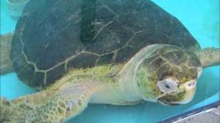 Loggerhead Marinelife Center and Andre