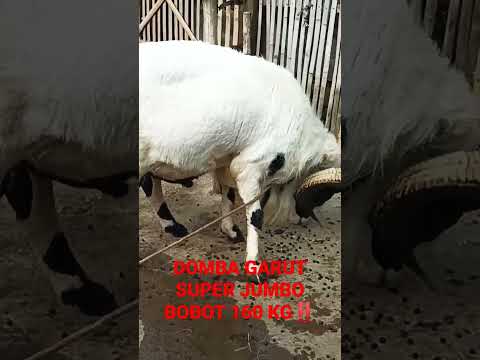 , title : 'DOMBA GARUT SUPER JUMBO BOBOT SAMPAI 1.6 KWINTAL SUPER ISTIMEWA SEPERTI ANAK SAPI‼️BIG SIZE SHEEP'