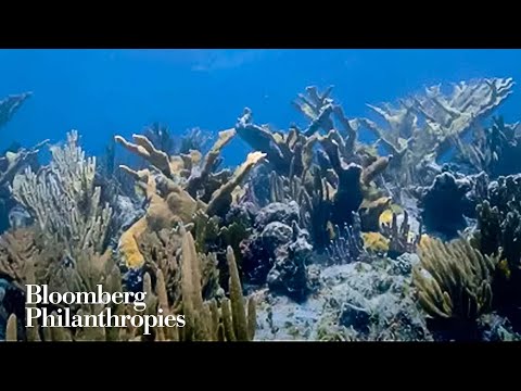 Cate Blanchett: Revive Our Ocean | The Earthshot Prize Innovation Summit