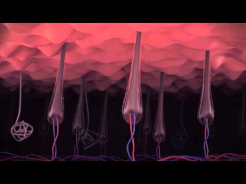 XLASEplus DIODE applicator  epilation