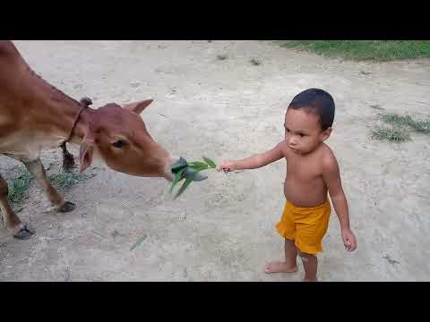 cow vs baby || Sinthiya Iqra