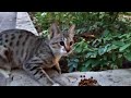 Cute Tabby Kitten So Hungry Because Meow Loudly Tabbykitten Kittenmeow Landofcats
