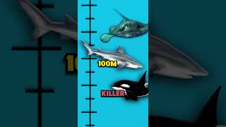 Download lagu How Deep Does The Ocean Go? mp3 Download lagu How Deep Does The Ocean Go? mp3