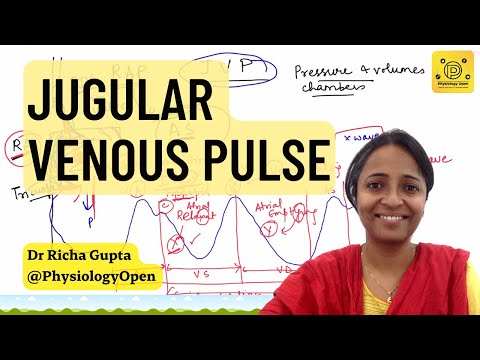 Jugular venous pressure waveform, JVP physiology, measurement | CVS Physiology mbbs 1st year