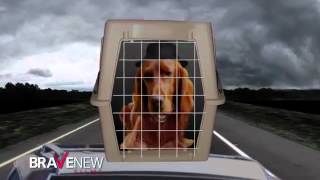 The Mutt Romney Blues