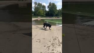 Download lagu #AJTV No:219 - AJ makes me work for the ball. He's just being a stinker! (2022) #shorts mp3