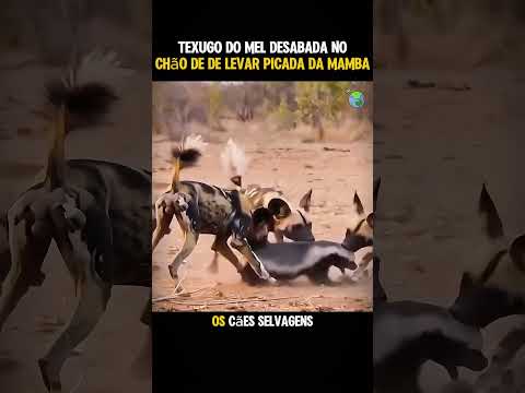 O Texugo do Mel des... #animals #curiosidades #animais #africa #humor  #savana #shorts