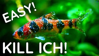 3 Easy Ways To KILL Ich On Your Fish - White Spot Disease