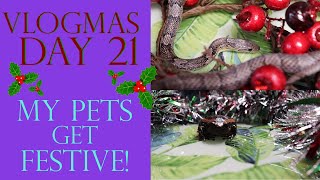 Vlogmas Day 21 | MY PETS GET FESTIVE!