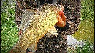 Рыбалка на очень крупного карася