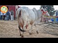 Desi Cows Available For Buyers Handa Dairy Farm 88138 54754