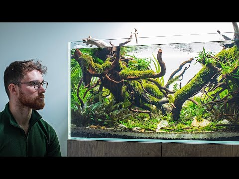 TOM'S COMPETITION AQUASCAPE - DEEP DIVE