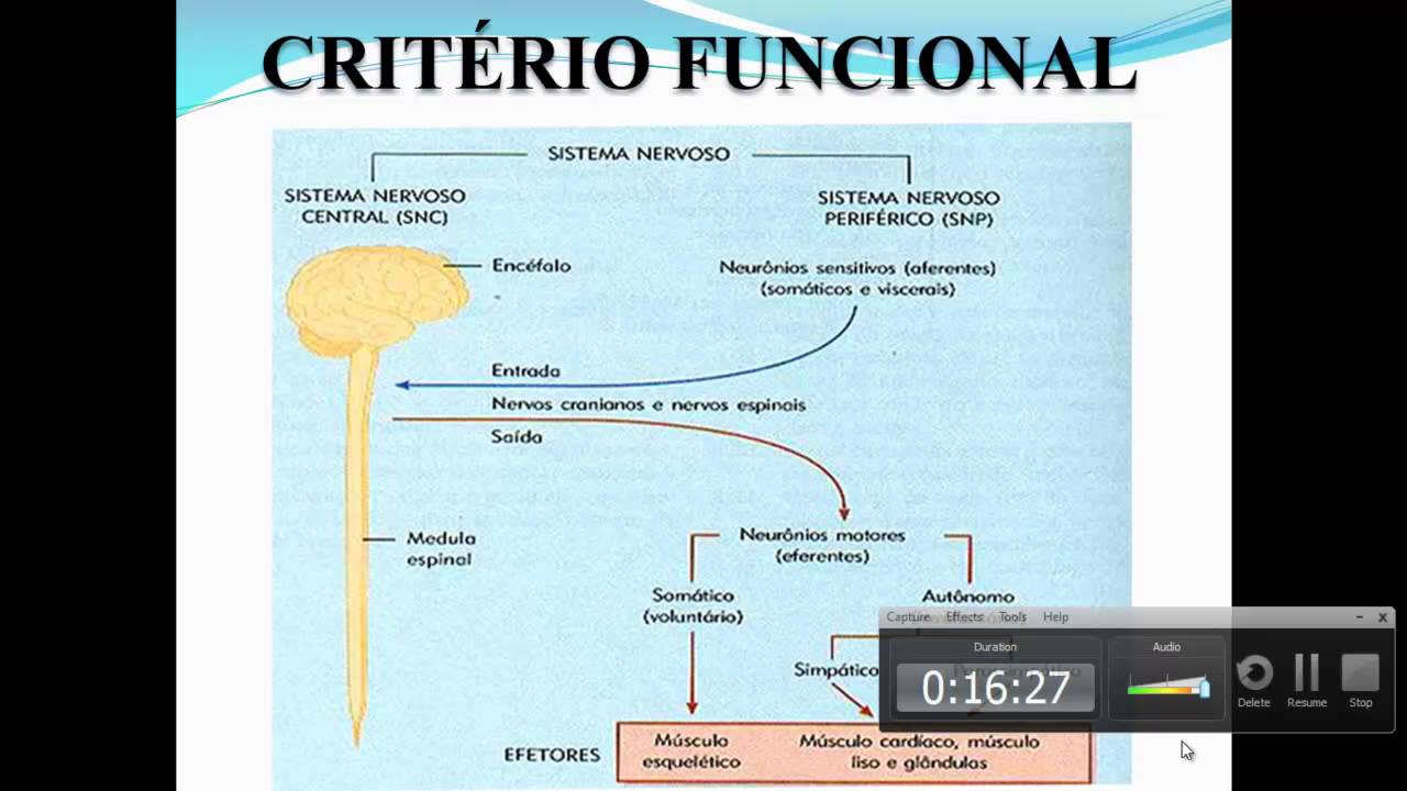 DIVISÃO DO SISTEMA NERVOSO EM CRITÉRIO ANATÔMICO E FUNCIONAL