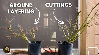 Steps in Propagating a Garden Japanese Maple into Multiple Bonsai Trees (Ground Layering & Division)