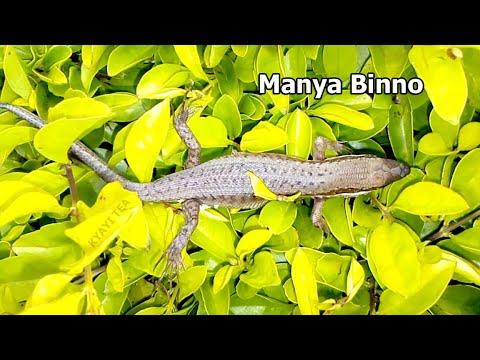 Omunya Gono Mubi Okuyingira Munyumba Manya Binno ku Munya