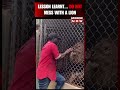 Viral Video Here S What Happened When This Man Put His Hand Inside A Lion S Den