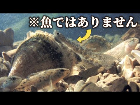動物の擬態 - 定義、種類、例 - ベイツ型擬態