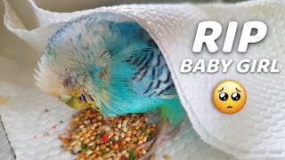 Download lagu My Budgie's Last Day With Me 💔😔 RIP mp3