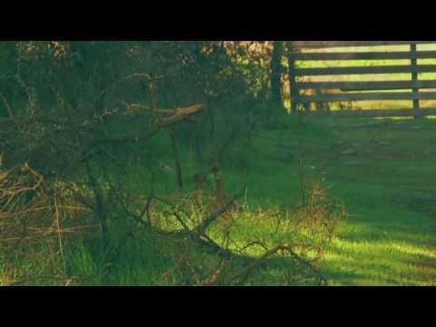 Nfx - warzone (videoclip oficial)