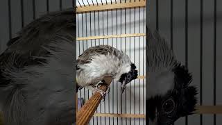 Download lagu Suara kutilang lokal manggil jelas mp3 Download lagu Suara kutilang lokal manggil jelas mp3