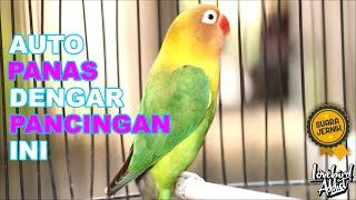 Download lagu Pancingan Sekaligus Terapi Lovebird Ngetik Ngekek Cepat Bikin Lovebird Lain Ngekek ngetik Panjang mp3