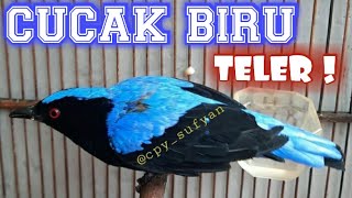 Download lagu Cucak Biru Gacor Teler ! || Owner : @cpy_sufyan mp3 Download lagu Cucak Biru Gacor Teler ! || Owner : @cpy_sufyan mp3