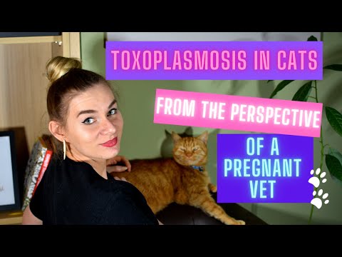 Toxoplasmosis in cats. Is it safe to keep your cat if you're pregnant?
