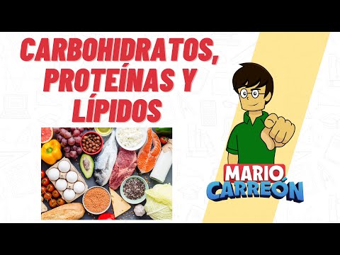 Carbohidratos, Proteínas y Lípidos 🥑