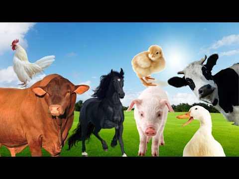 , title : 'Som real de animais da fazenda,  vaca mugindo,  boi berrando, relincho de cavalos, farm animals'