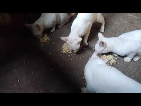 പുന്നൂസും അവന്റെ ഏട്ടന്മാരും