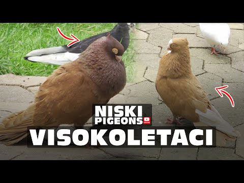 Golubovi Niski Visokoletaci 2025