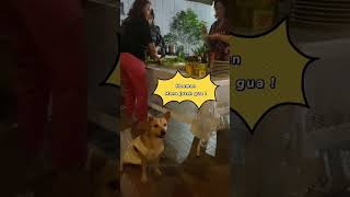 Download lagu Mangan Ora Mangan Seng Penting Kumpul mp3