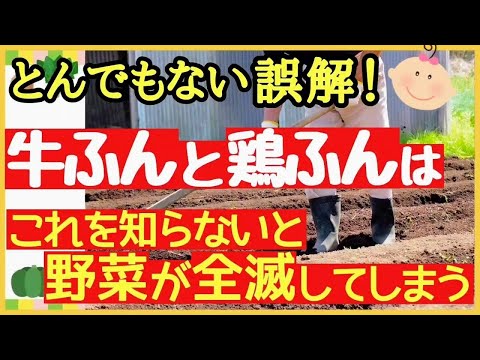 鶏糞を肥料として使用する: 庭の自然の驚異 + ビデオチュートリアル  庭園