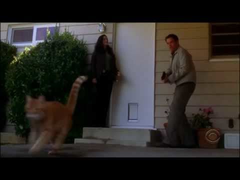 Tony is scared of a cat "Untouchable" 3x20 #LOWIFUNNY