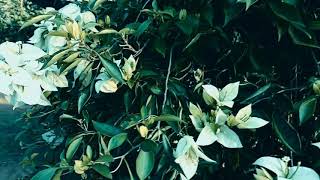 Download lagu Wong - wong mumet Ora due duit mp3