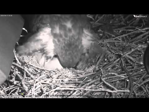 2014 04 27 RTH Cornell Lab First chick hatched. Pip in egg two 5:30am