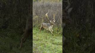 Ein Ostfriese auf Drückjagd – Jörg Sassen  #jagd #sauen #huntondemand