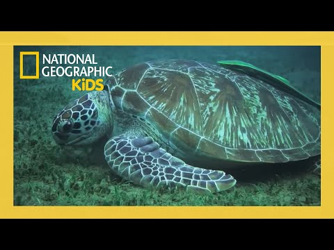 Chasing Giants 🐢 | Out There with Jack Randall Full Episode | @natgeokids
