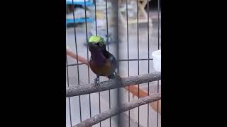 Download lagu suara burung madu pengantin@D.Hewan. #kicaumania#burung#video#shots mp3 Download lagu suara burung madu pengantin@D.Hewan. #kicaumania#burung#video#shots mp3