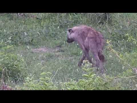 Djuma: Lone Hyena - 04:54 - 12/26/19