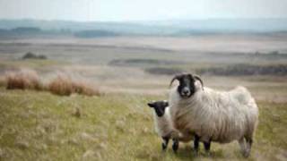 Peter Janes - Sheep Stealer - Trad2Mad.wmv